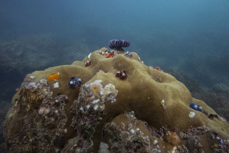 underwater coral reef