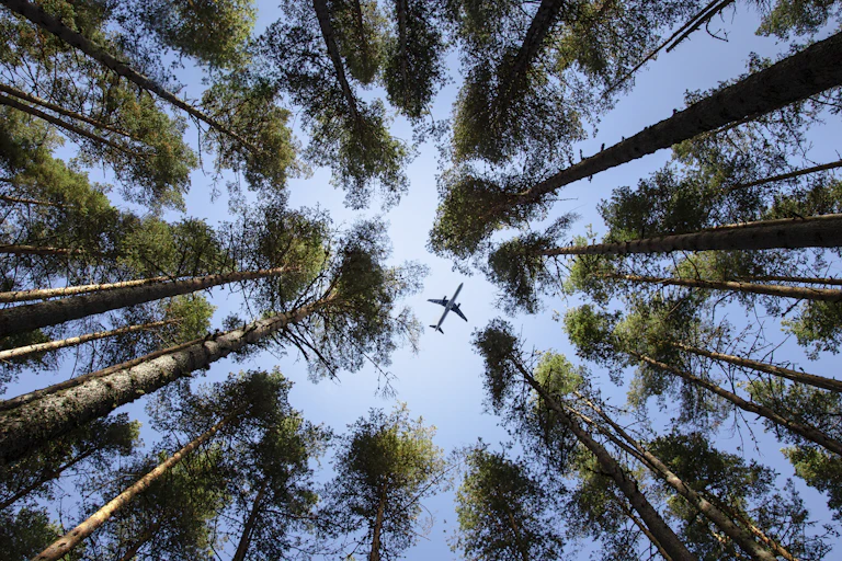 An airplane flies through a blue sky, viewed from the ground through a thick canopy of trees.