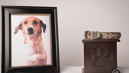 The 3 worst things you can say after a pet dies, and what to say instead