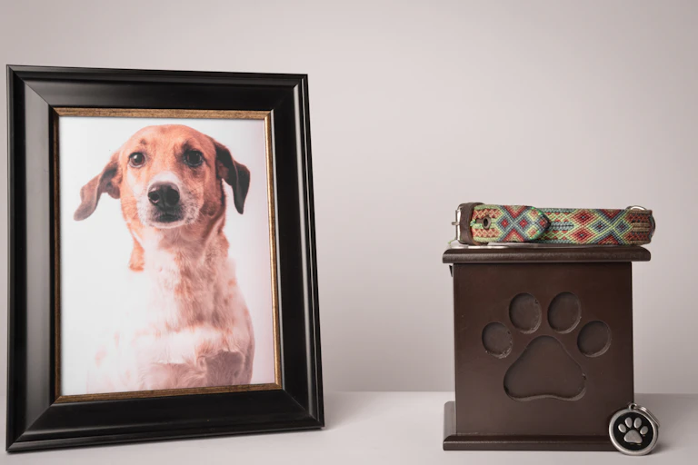 Frame of a dog's face and front end sitting on a table next to an urn and a dog collar.