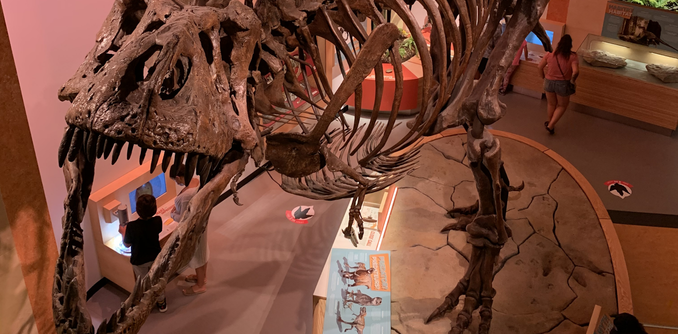 I’m a physicist who studies fossils, and I recently discovered preserved blood vessels in the world’s largest T. rex I’m a physicist who studies fossils, and I recently discovered preserved blood vessels in the world’s largest T. rex