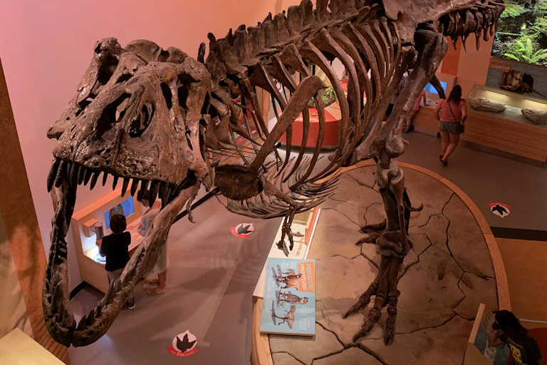 a large skeleton of a dinosaur displayed in a museum