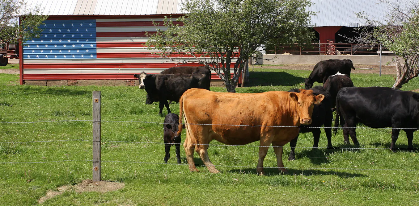 Corporate Consolidation Leaves US Cattle Ranchers Facing Financial Ruin