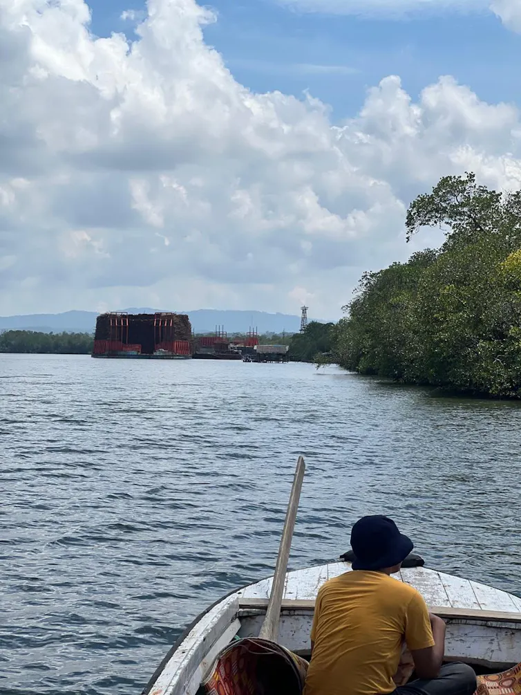 Kondisi mangrove di sekitar pembangunan IKN.