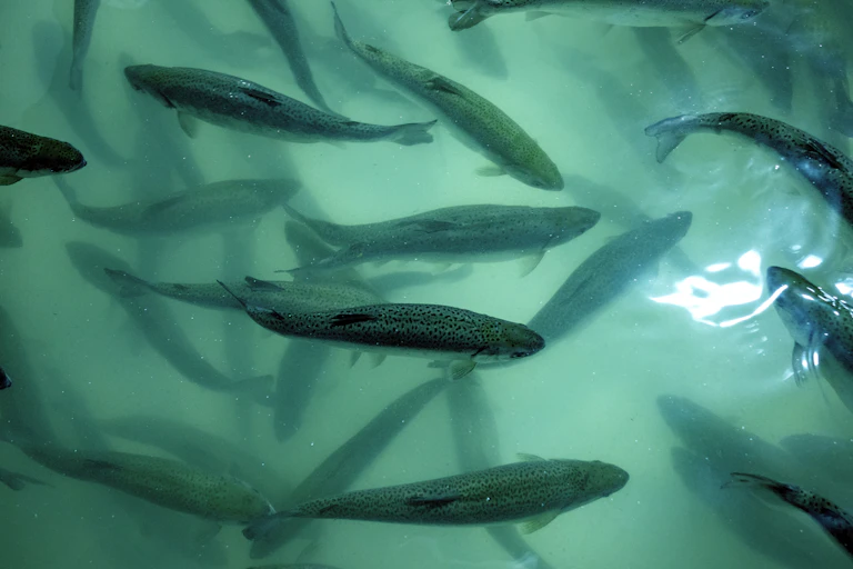 several fish swim in a large tank