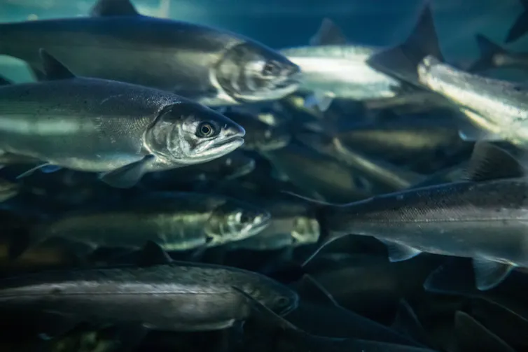 A group of fish swimming in the same direction