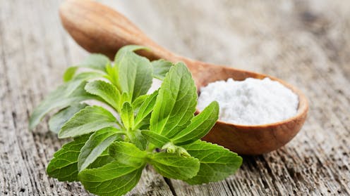 Nga ëmbëlsues në luftues kundër kancerit? Stevia e fermentuar shfaq premtime në studimin për kancerin pankreatik