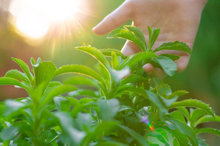 Dora mban dorë stevia në rrezet e diellit të ndritshëm
