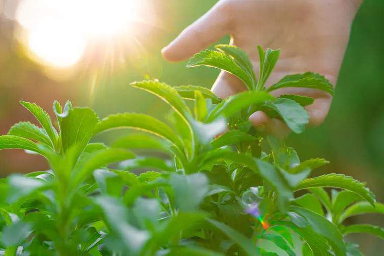 Hand plucks stevia in the rays of the bright sun