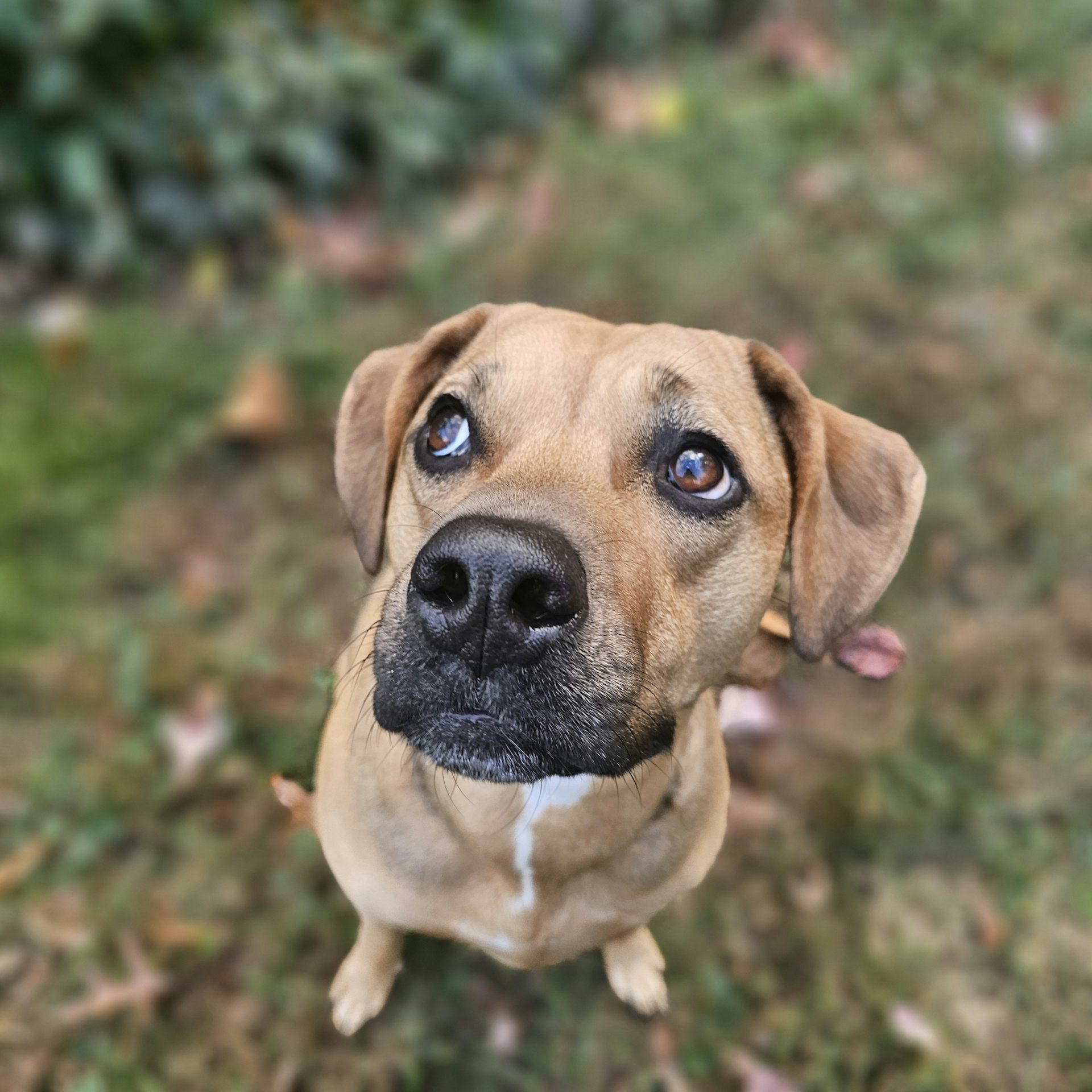 a tan dog with a black nose looks up to the corner