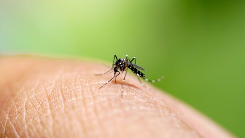 What is chikungunya virus, and should we be worried about it in Australia?