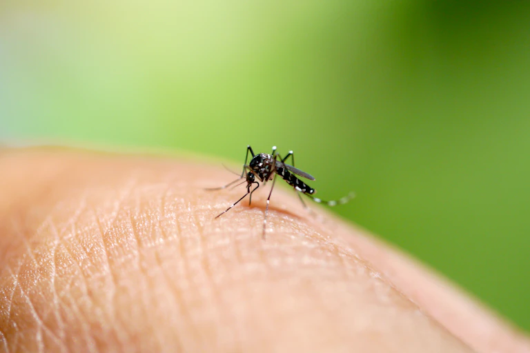 An Aedes mosquito perched on a person's skin, in front of a blurred green background.