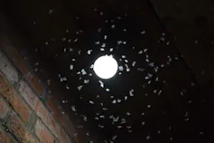 lamp with moths flying around in darkness around light, brick wall