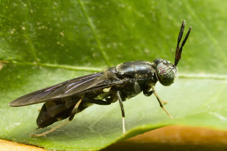 A close-up photograph of a black-colored fly with green and brown patterned eyes