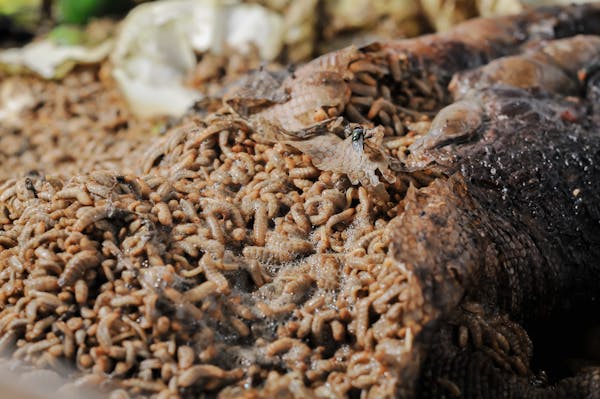 A photo of an animal carcass with maggots covering it