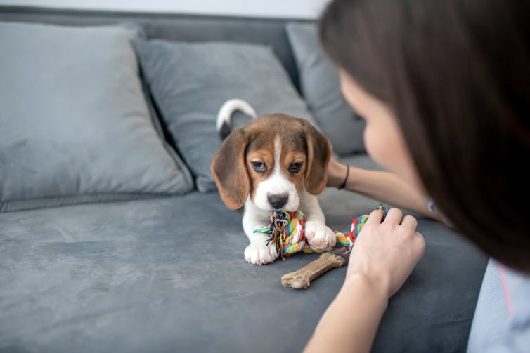 Një grua duke parë qenushin e saj të bukur beagle.