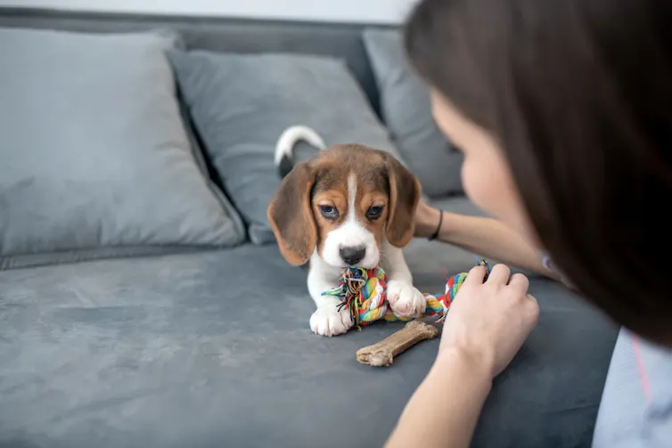 A woman looking at her cute beagle puppy.