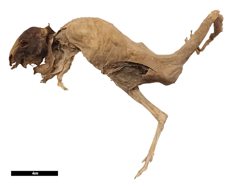 Mummified body of a marsupial