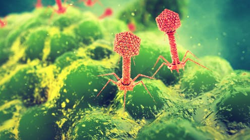 Si virusët e lashtë mund të ndihmojnë në luftën kundër rezistencës ndaj antibiotikëve