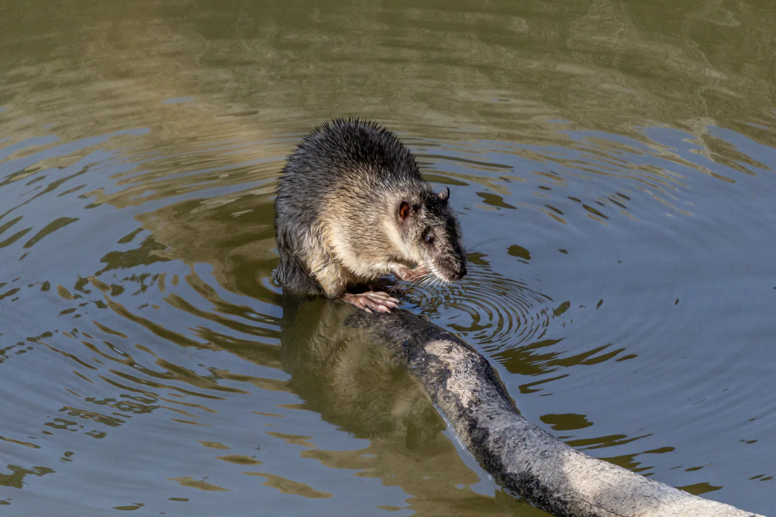 Introduced Rats Australia’s rat uprising: footage provides first evidence of native ...