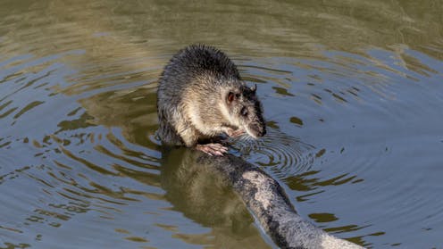 Australia’s rat uprising: footage provides first evidence of native rakali attacking introduced black rat