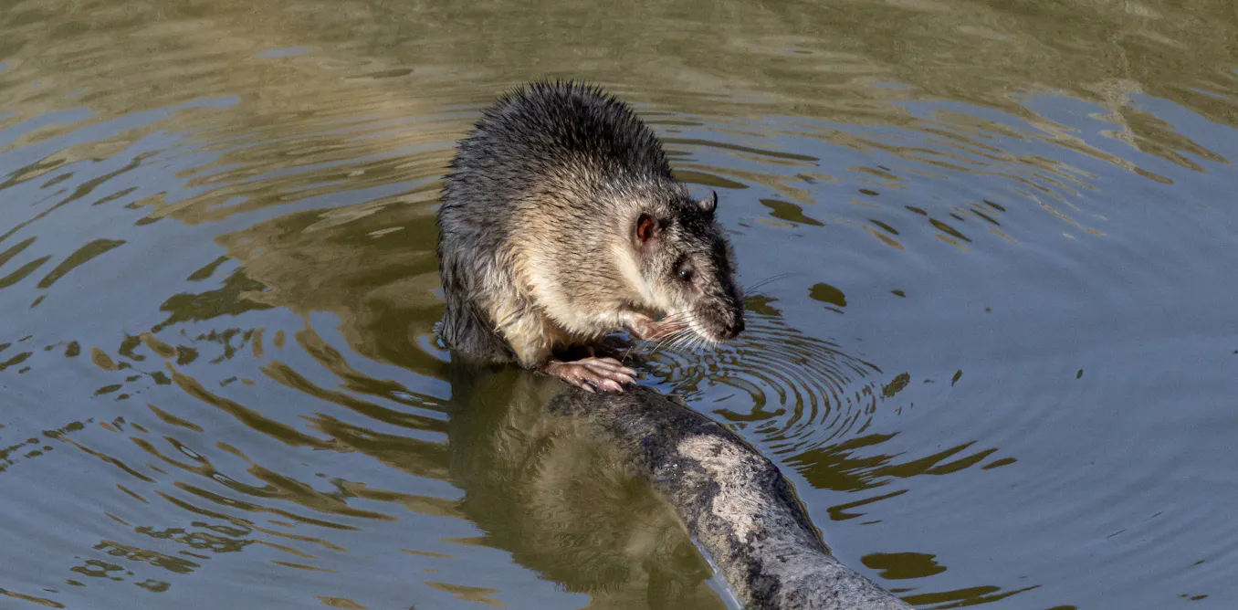Invasive Rats Australia Australia’s rat uprising: footage provides first evidence of native ...