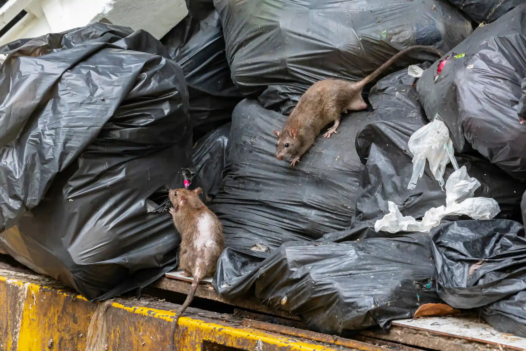 Introduced Rats Australia’s rat uprising: footage provides first evidence of native ...