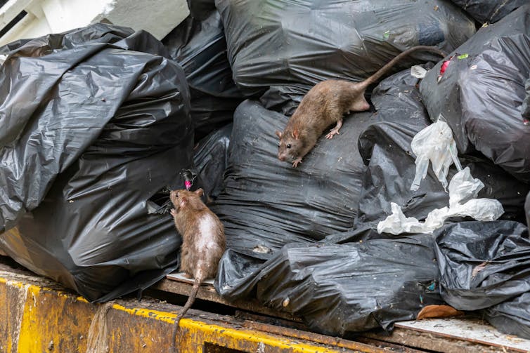 rats on rubbish bags
