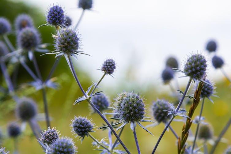Blue thistles on long stems
