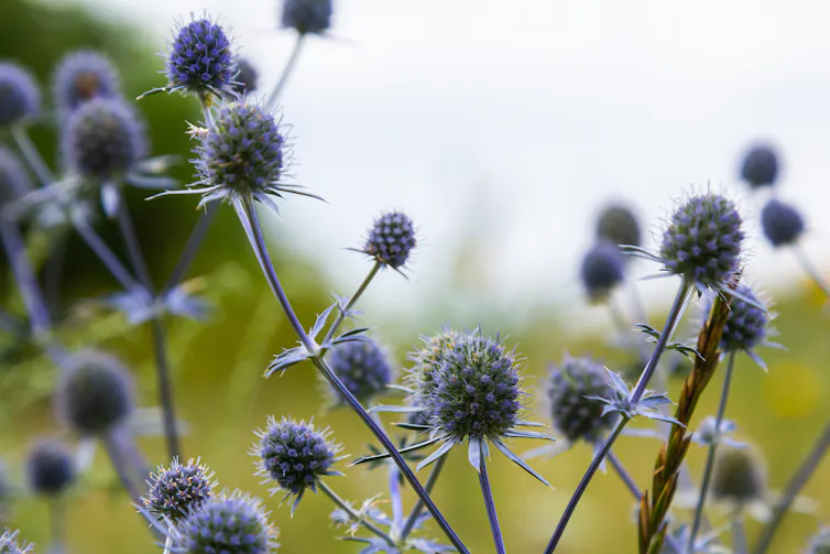 Blue thistles on long stems