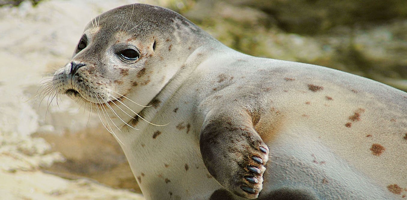 La sorprendente conexión entre una foca, una almeja y un calamar