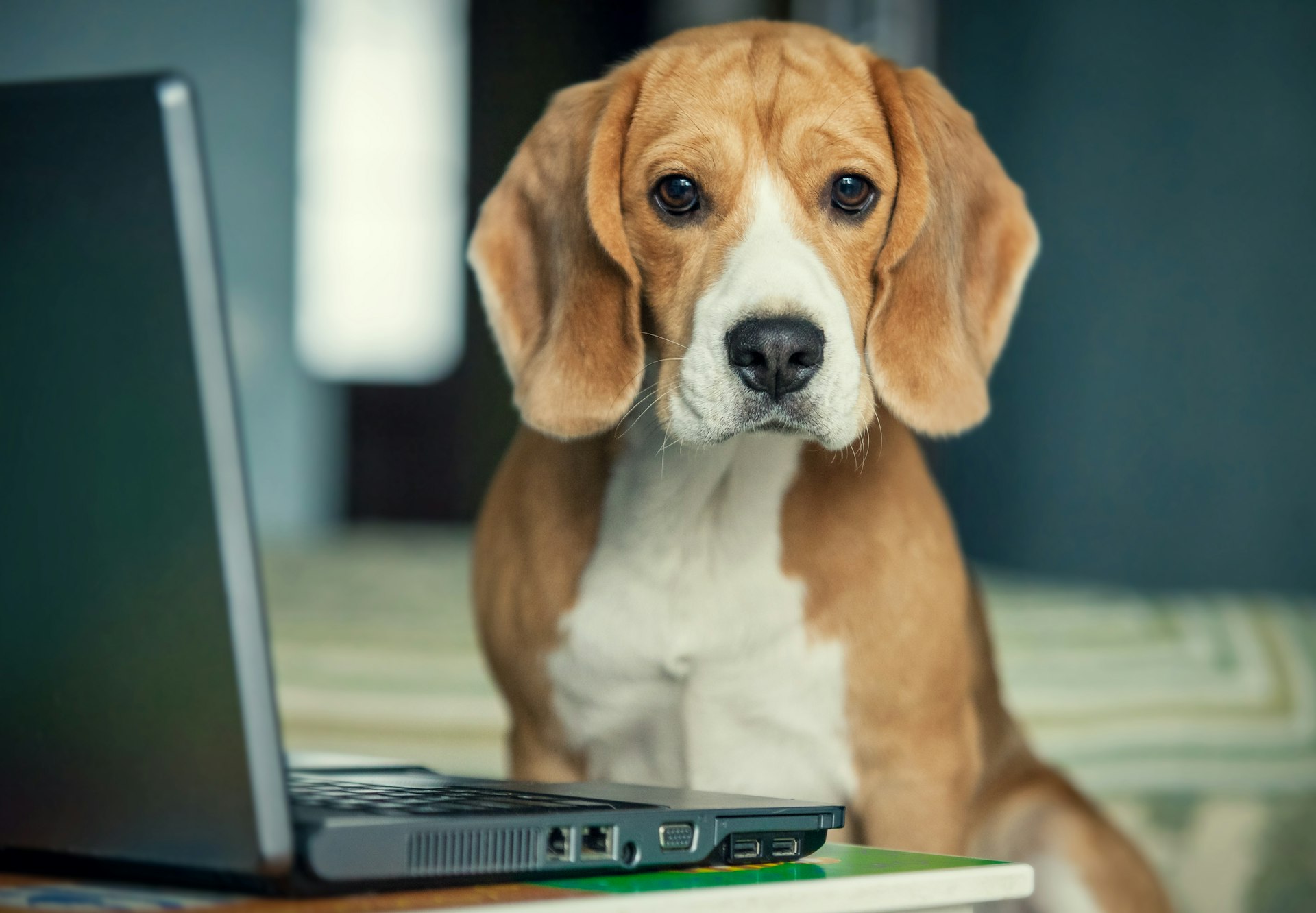 What Can Beagles Teach Us About Alzheimer S Disease