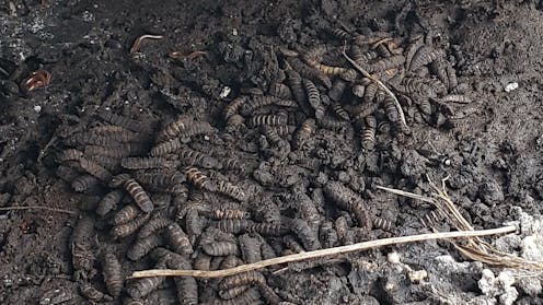 Apohet se Neandertalët kishin shoqëruar mishin e tyre me shumë larva
