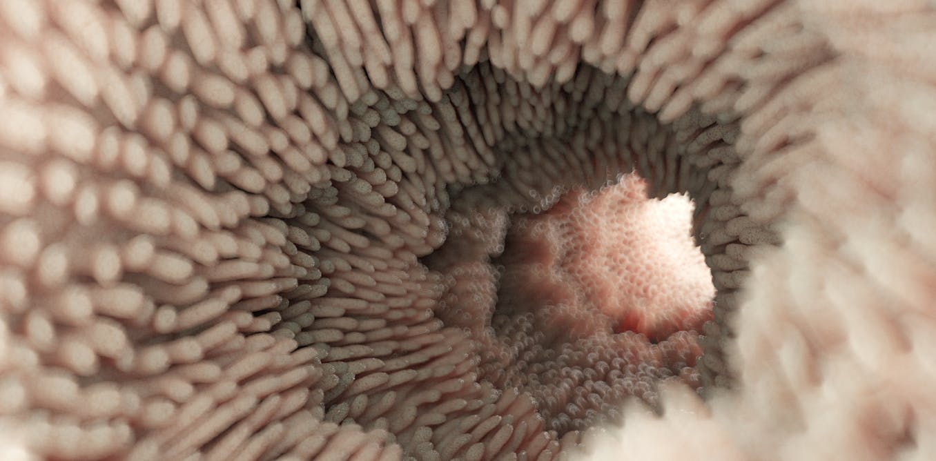 The Digestive Process: How Your Body Creates Stool The Digestive Process: How Your Body Creates Stool