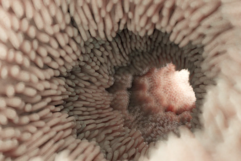 A tubular object with lots of carpet-like protrusions.