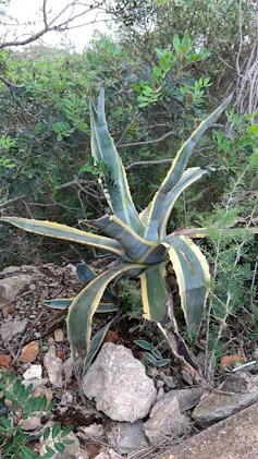 Agave americana, communément appelé agave américain, agave d’Amérique, est une espèce d’agaves de la famille des agavacées.