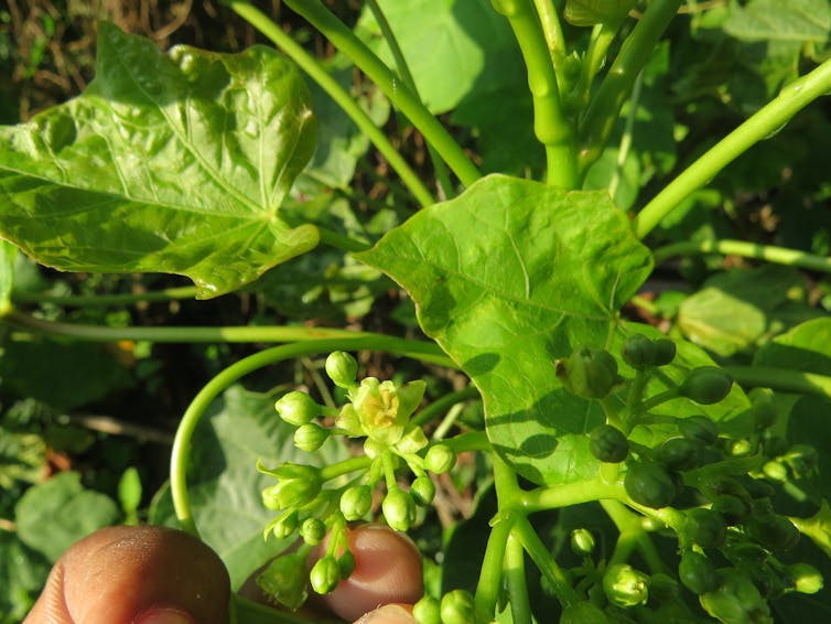 Plantë dekorative më toksike të shitura në La Réunion: informoni për rreziqet