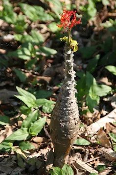 Photo de fleur de corail