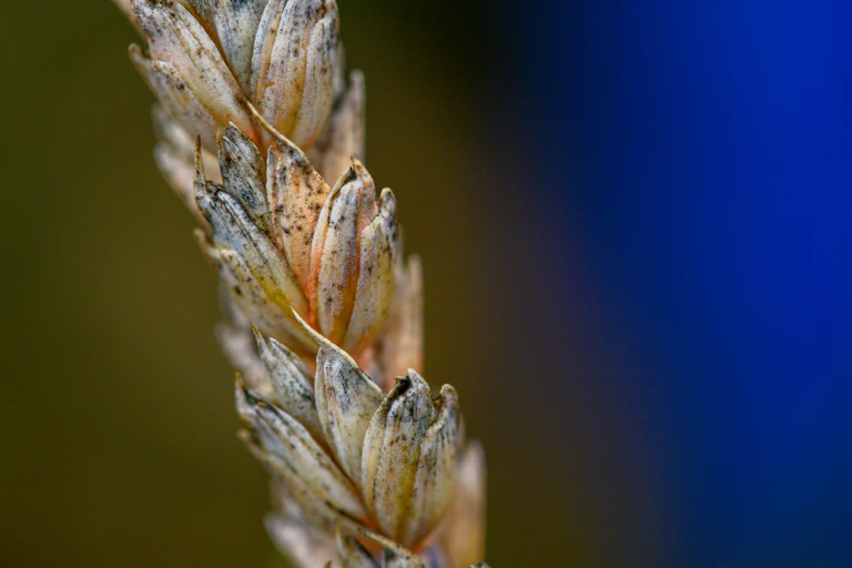 A stem of wheat with orange on the kernels.