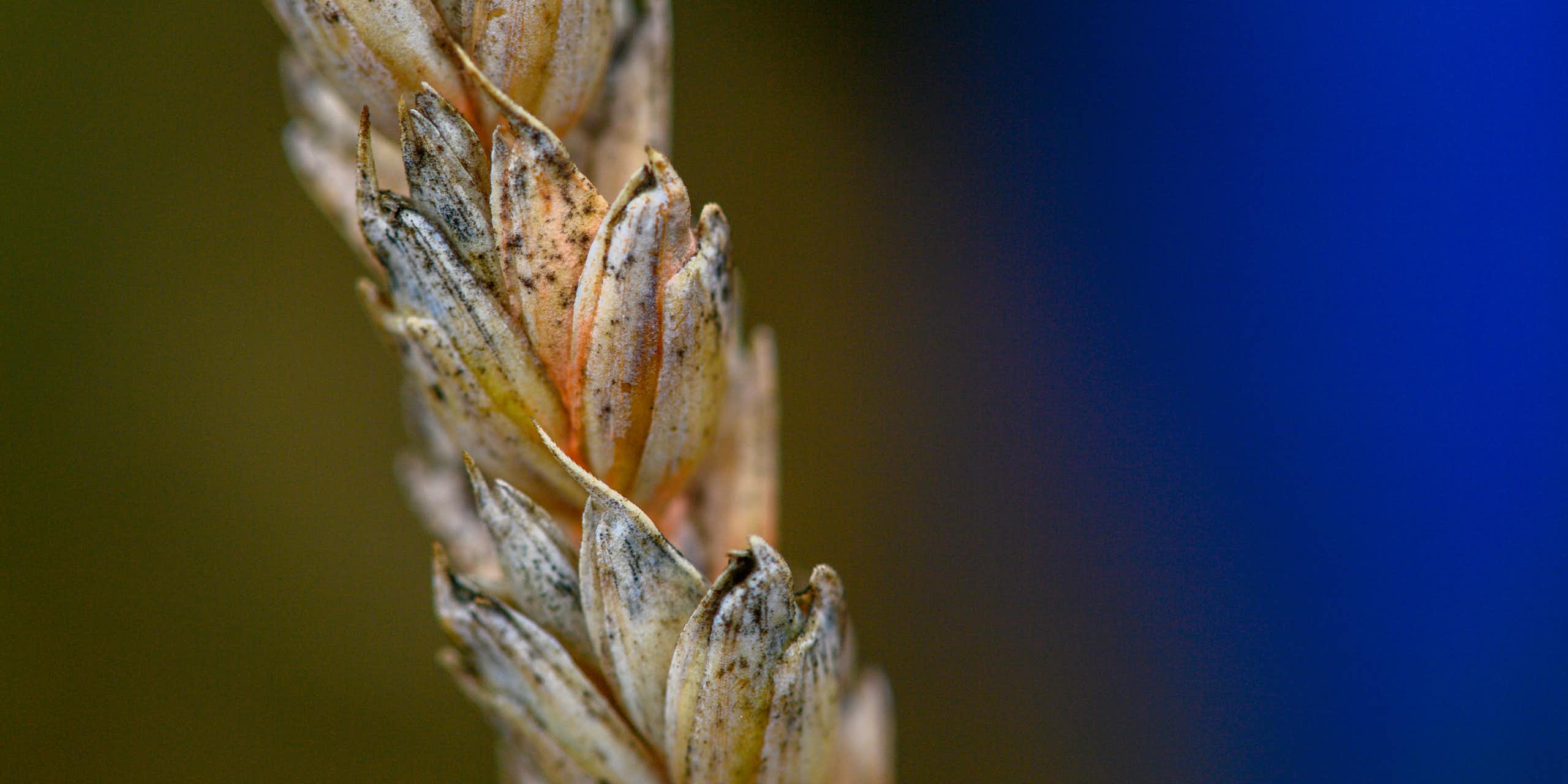 A stem of wheat with orange on the kernels.