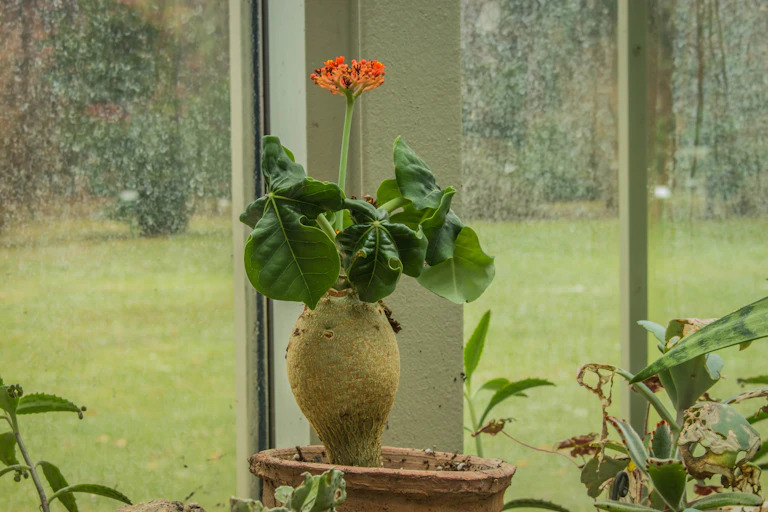 Une fleur de corail en pot devant une fenêtre.