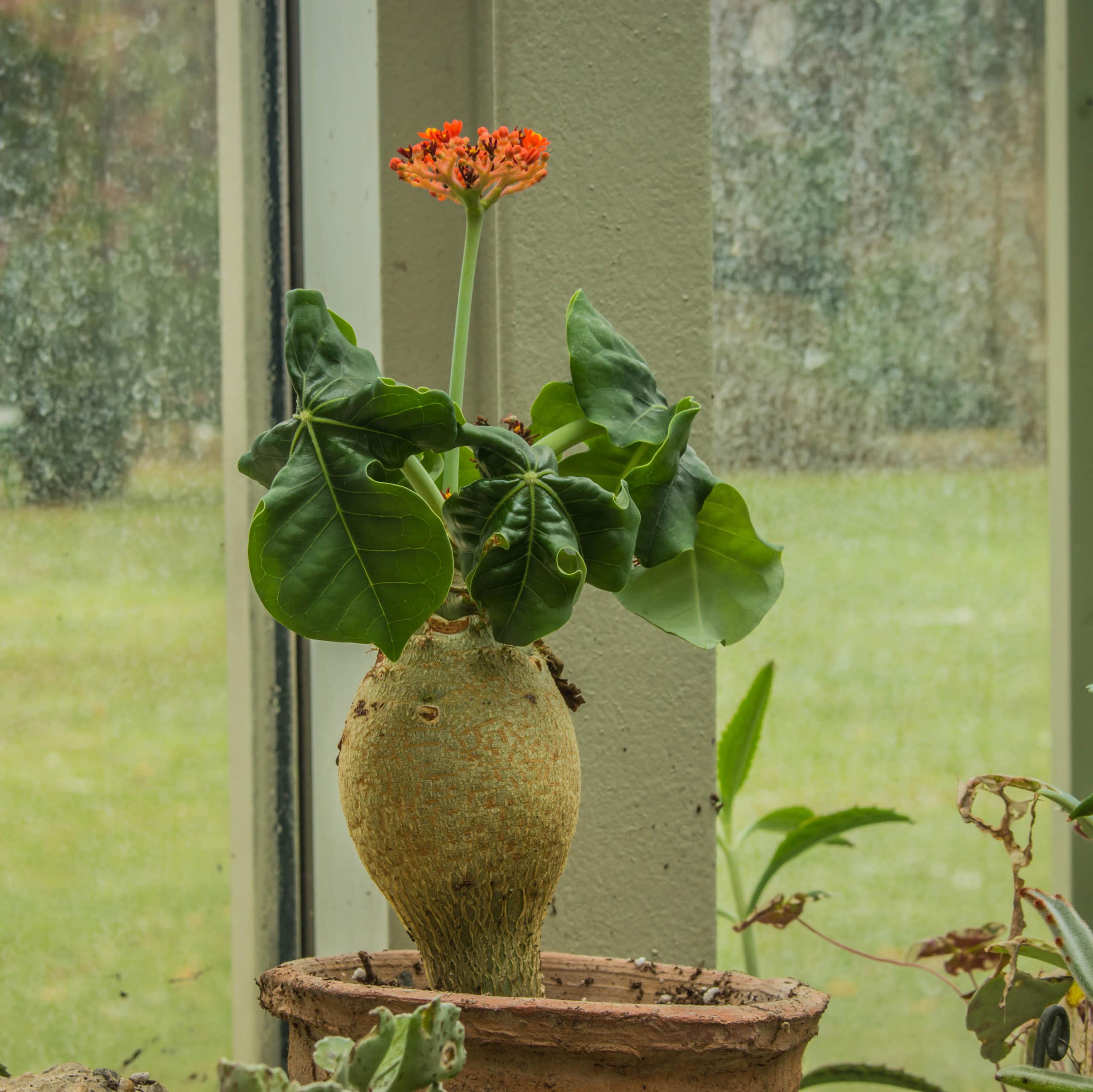 Une fleur de corail en pot devant une fenêtre.