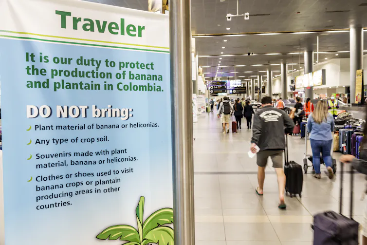 Travelers in an airport with a sign in the foreground warning against bringing in bananas, soil or plants to avoid harming crops.
