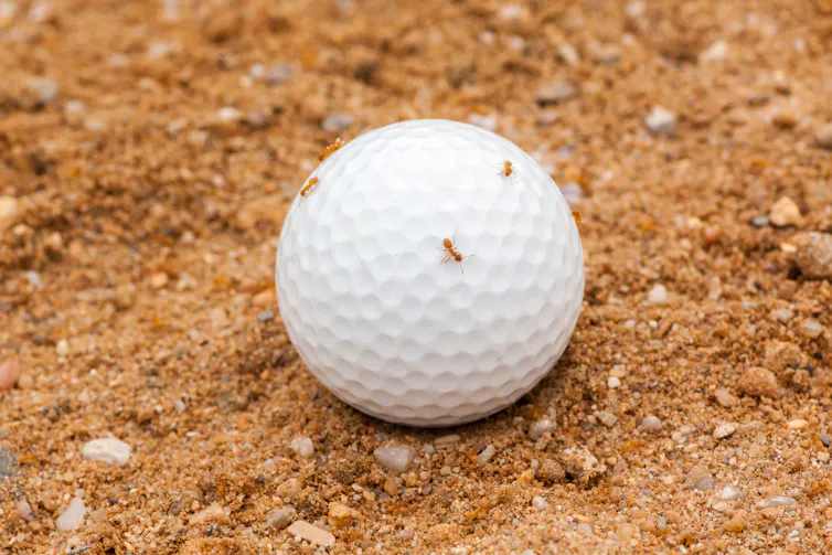 A golf ball in sand with small brown ants on its surface