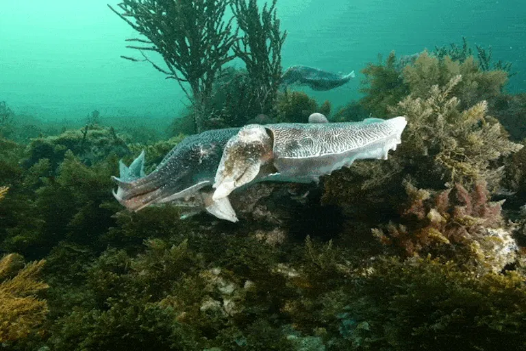 Two giant Australian cuttlefish during breeding season in the Great Southern Reef near Whyalla, South Australia.