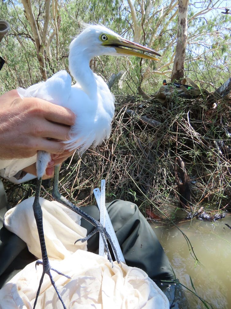 plumed egret held by scientist.