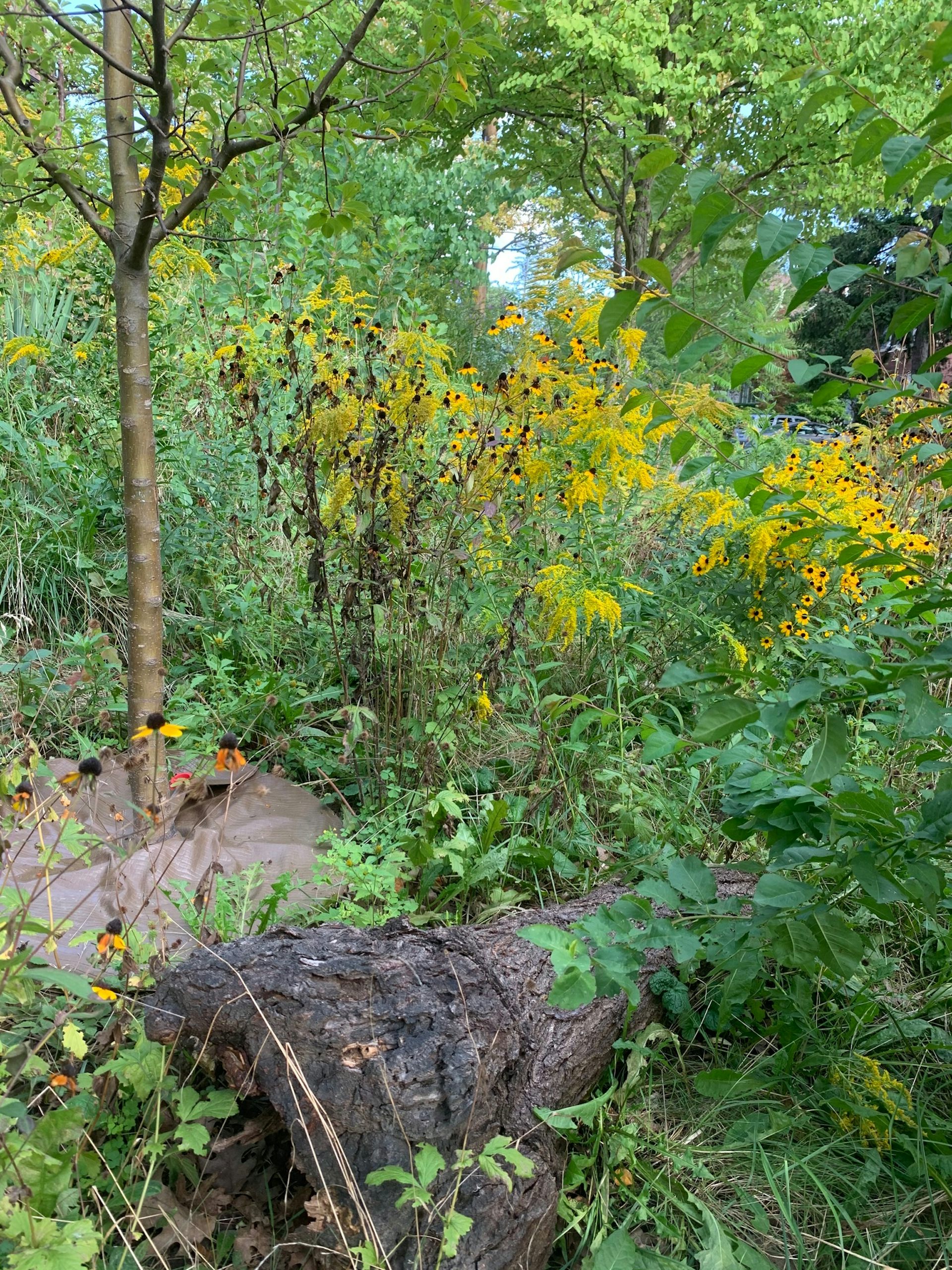 Flores amarillas en el jardín