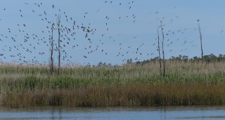 ibis flock.