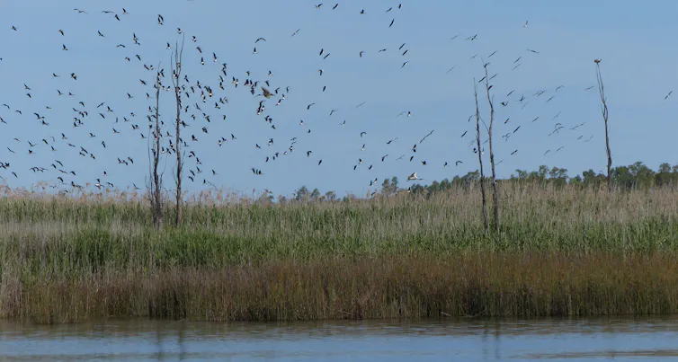 ibis flock.