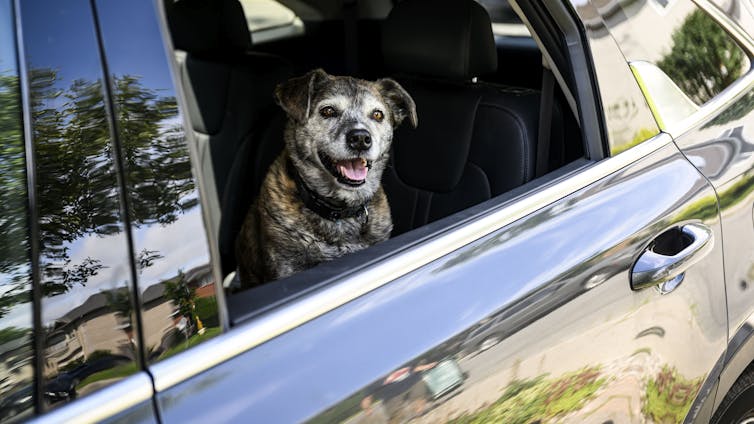 El perro negro con hocico gris mira por la ventana del auto.